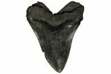 Huge, Fossil Megalodon Tooth - South Carolina #149152-2